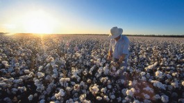 Video for New FiberMax® Cotton Varieties